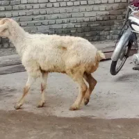 گوسفند
