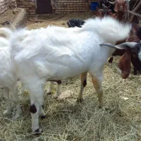 کره نر