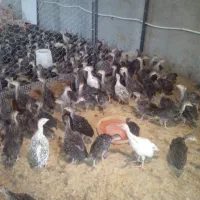 بوقلمون برنز دوماهه