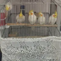عروس هلندی