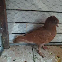 کبوتر سرخ