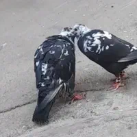 سوسکی بزک اصیل