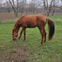 اسب|اسب و تجهیزات اسب‌سواری|ترکمانچای, |دیوار