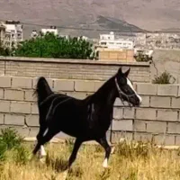 اسب مادیان مشکی همراه کره نریان ۵نشان سلطنتی