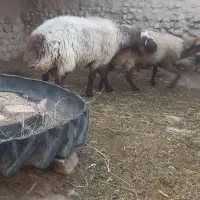 قوچ کار