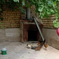 جوجه مرغ گلپایگانی