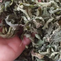 برگ خشک شده به لیمو