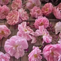 گل رز محمدی