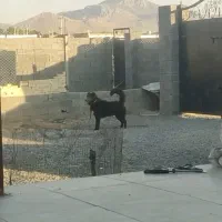گمشده