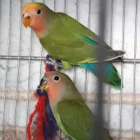 طوطی برزیلی