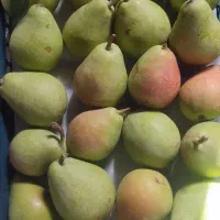 گلابی