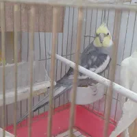 عروس هلندی سخنگو