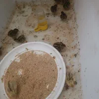 جوجه بلدرچین ژاپنی و ۷ عدد بلدرچین مینیاتوری بالغ