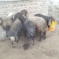 گوسفند گوشتی