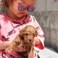 توی پودل توله