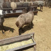 میش جوان چاق