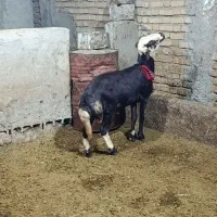 بره قوچ پلنگی