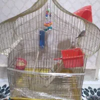 حیوان خونگی فنچ