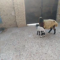 کوسفند. مطفل