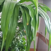 گل سینگونیوم یا پنجه کلاغی|گل و گیاه طبیعی|فولادشهر, B5|دیوار