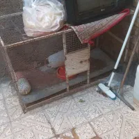 لانه مرغ خروس