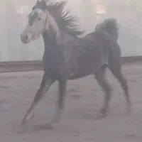 مادیان کره مدائن برازش