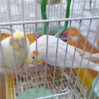 عروس هلندی لوتینو نرو ماده