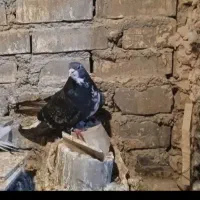 دمگیر زرهی