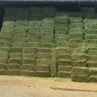 فروش شبدر و یونجه