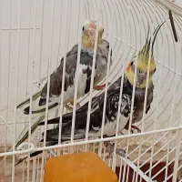 عروس هلندی