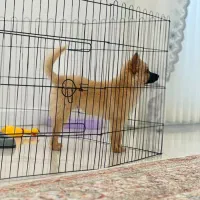 پامر اشپیز فوری