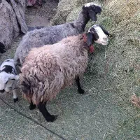 میش بره شال