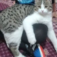 گربه ام گمشده
