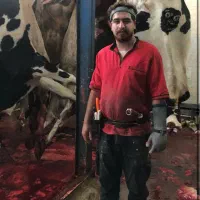 سلاخ و قصاب گوساله و گوسفند