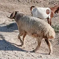 قوچ دوبهر ۳ ساله درجه یک داشتی در سربندر