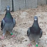 پرنده کبوتر