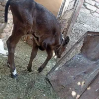 گاو وگوساله ماد سمینتال