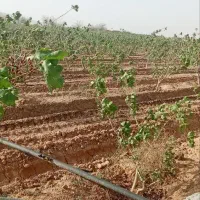 سرمایه-گذاری-زمین-با-شرایط-اقساط-سند-تک