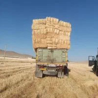 کلش گندم ،ذرت علوفه