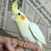 عروس هلندی اهلی