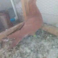 کبوتر  فروشی