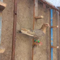 کبوتر مقبول
