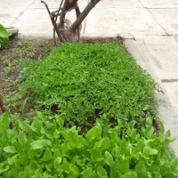 شتیل گوجه فرنگی قرمز  در روستای ایلات یالقوزآغاج