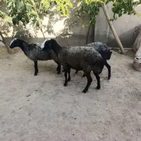 ۳ عدد میش شال