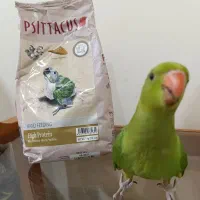 سرلاک psittacus
