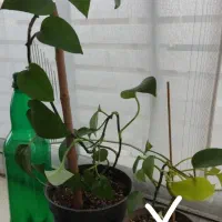 گل های زیبا برای دل سبزتون