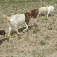 بزماده پاکستانی اصیل ودوقولو زاه