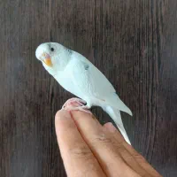 مرغ عشق نر