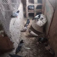 کبوتر
