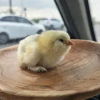جوجه مرندی سفید و خاکستری